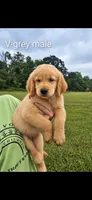 Valleys grey male, a male Golden Retriever for sale in Bryant, AL – 1 of 1
