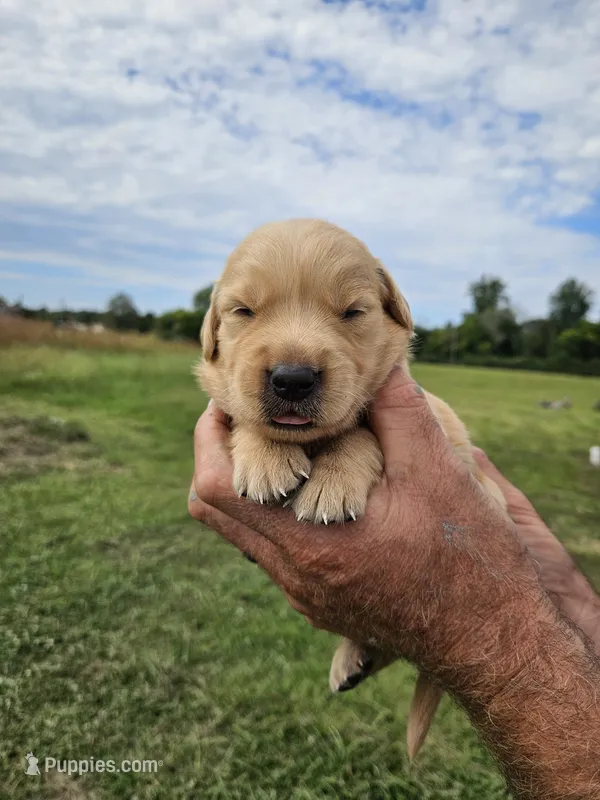 Valley's Girl – Golden Retriever puppy for sale in Bryant, AL