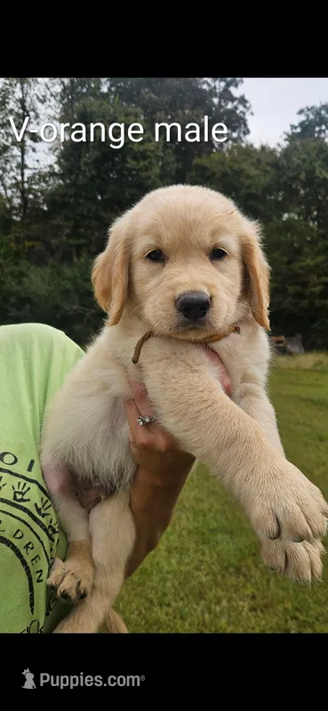 Valleys orange male – Golden Retriever puppy for sale in Bryant, AL