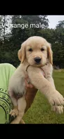 Valleys orange male, a male Golden Retriever for sale in Bryant, AL – 1 of 1