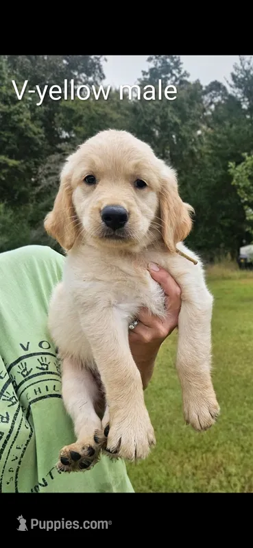Valleys Yellow Male – Golden Retriever puppy for sale in Bryant, AL