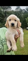 Valleys Yellow Male, a male Golden Retriever for sale in Bryant, AL – 1 of 1