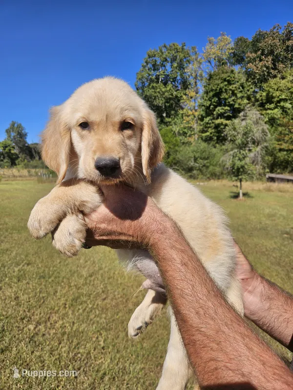 Valleys red male – Golden Retriever puppy for sale in Bryant, AL