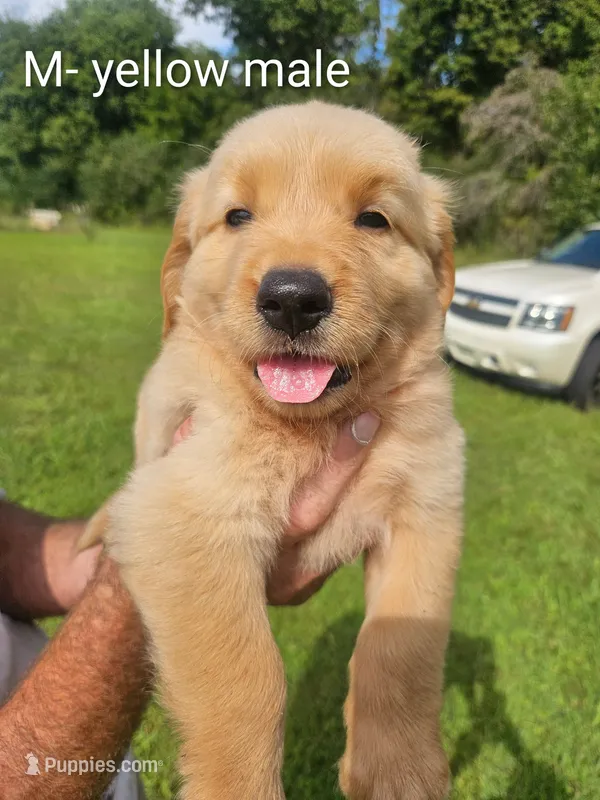 Yellow male – Golden Retriever puppy for sale in Bryant, AL