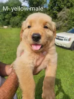 Yellow male, a male Golden Retriever for sale in Bryant, AL – 1 of 1