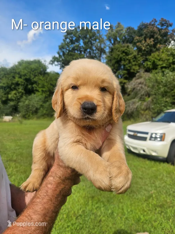 Orange male – Golden Retriever puppy for sale in Bryant, AL
