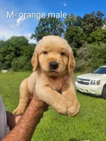 Meadows Orange male, a male Golden Retriever for sale in Bryant, AL – 2 of 4