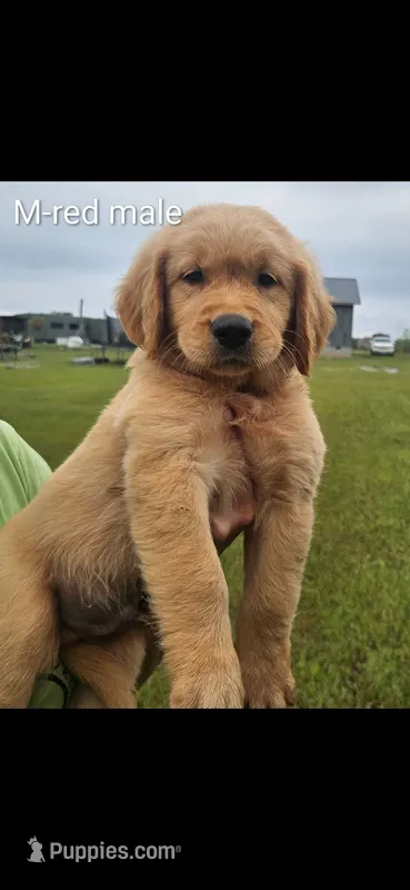 Meadows Yellow male – Golden Retriever puppy for sale in Bryant, AL
