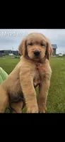 Meadows Yellow male, a male Golden Retriever for sale in Bryant, AL – 1 of 1