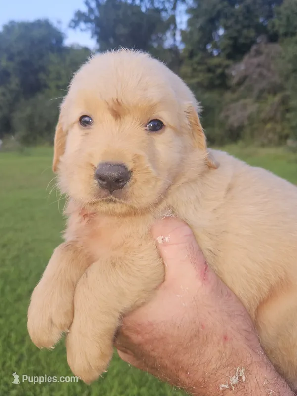 Orange male – Golden Retriever puppy for sale in Bryant, AL