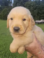 Orange male, a male Golden Retriever for sale in Bryant, AL – 2 of 2