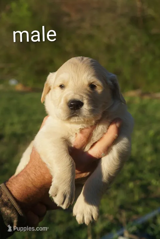 Male golden – Golden Retriever puppy for sale in Bryant, AL