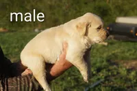 Male golden, a male Golden Retriever for sale in Bryant, AL – Photo 2 of 2