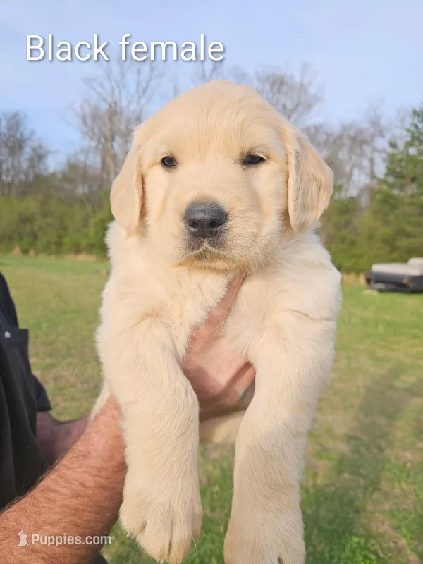 Black female Golden Retriever  – Golden Retriever puppy on hold in Bryant, AL