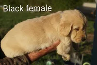 Black female Golden Retriever , a female Golden Retriever for sale in Bryant, AL – Photo 2 of 2
