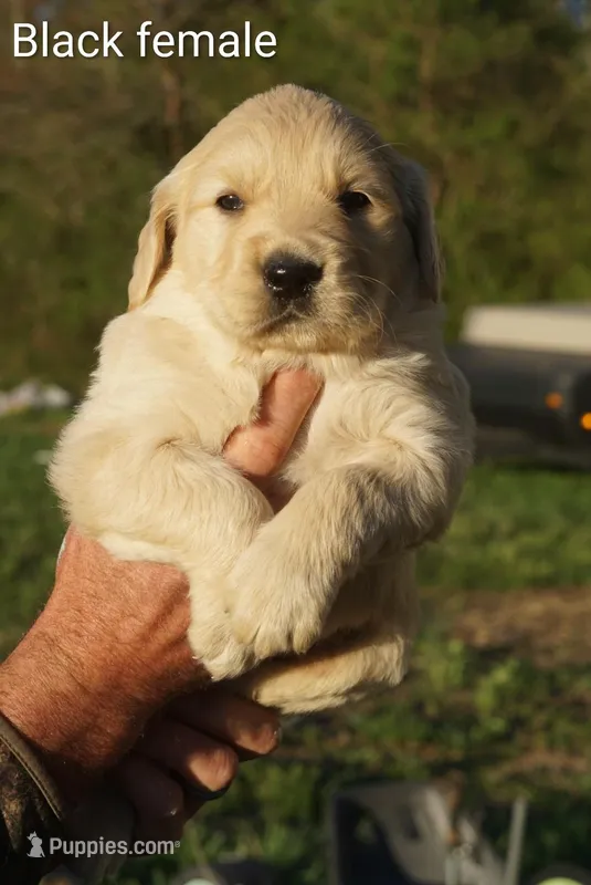 Black female Golden Retriever  – Golden Retriever puppy for sale in Bryant, AL