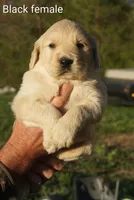 Black female Golden Retriever , a female Golden Retriever for sale in Bryant, AL – Photo 1 of 2