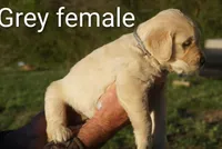 Grey female Golden Retriever , a female Golden Retriever for sale in Bryant, AL – Photo 2 of 2