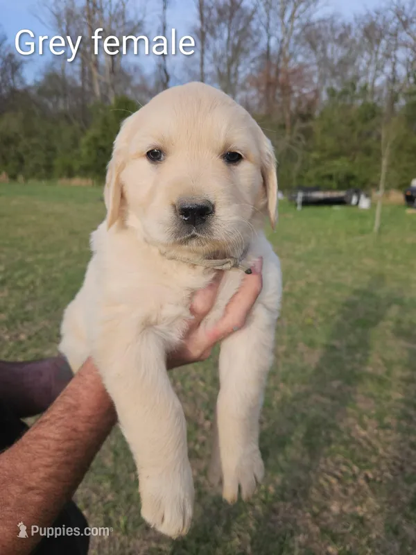Grey female Golden Retriever  – Golden Retriever puppy for sale in Bryant, AL
