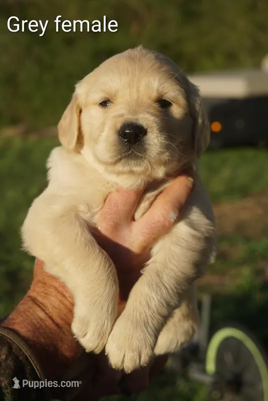 Grey female Golden Retriever  – Golden Retriever puppy for sale in Bryant, AL