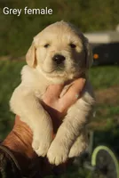 Grey female Golden Retriever , a female Golden Retriever for sale in Bryant, AL – Photo 1 of 2