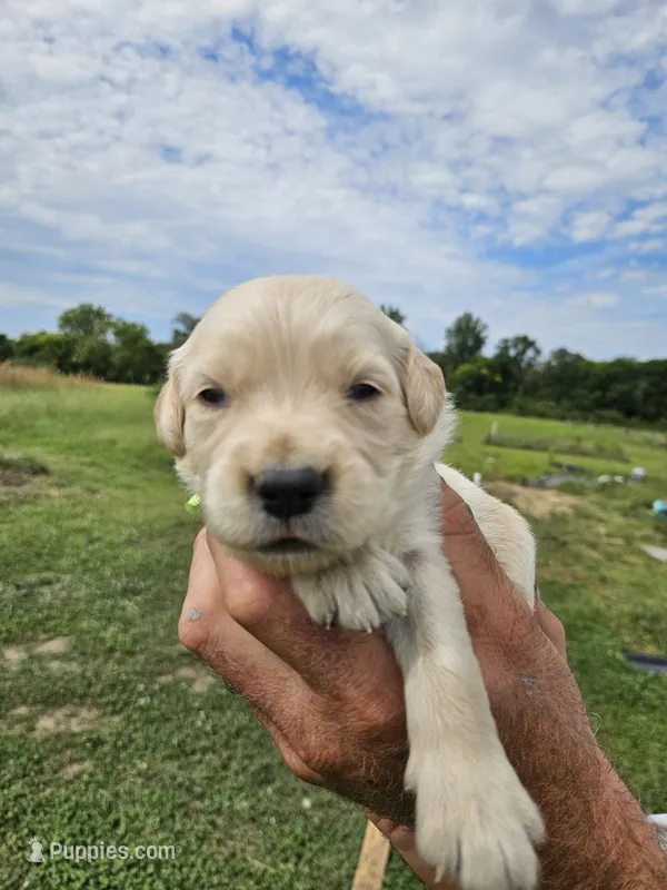 Valley's boy – Golden Retriever puppy for sale in Bryant, AL