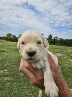 Valley's boy, a male Golden Retriever for sale in Bryant, AL – 1 of 1
