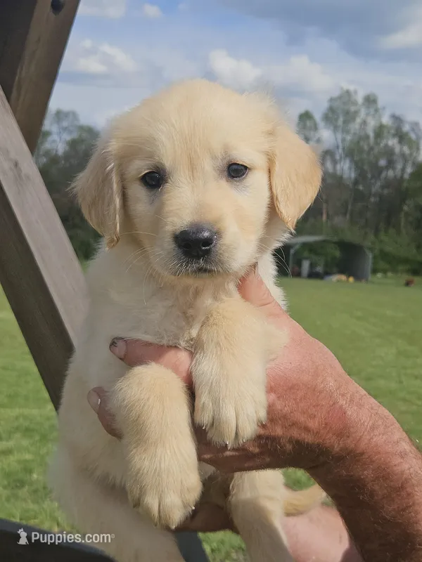 Female Golden , a female Golden Retriever for sale in Bryant, AL – Photo 1 of 3
