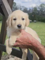 Female Golden , a female Golden Retriever for sale in Bryant, AL – Photo 3 of 3