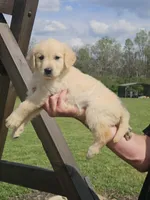 Female Golden , a female Golden Retriever for sale in Bryant, AL – Photo 2 of 3