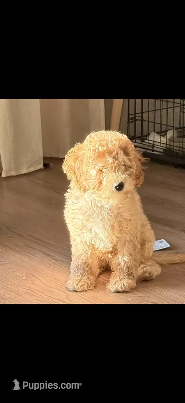 Lucky  – Cavapoo puppy for sale in Vancouver, WA