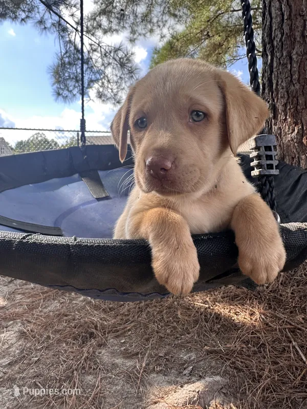 Purple collar Dudley female – Labrador Retriever puppy for sale in Goldsboro, NC