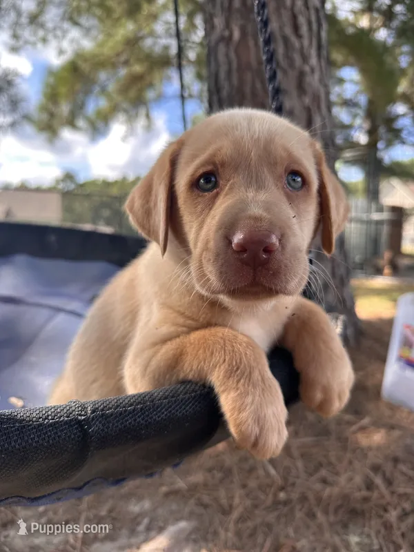 Purple collar Dudley female – Labrador Retriever puppy for sale in Goldsboro, NC