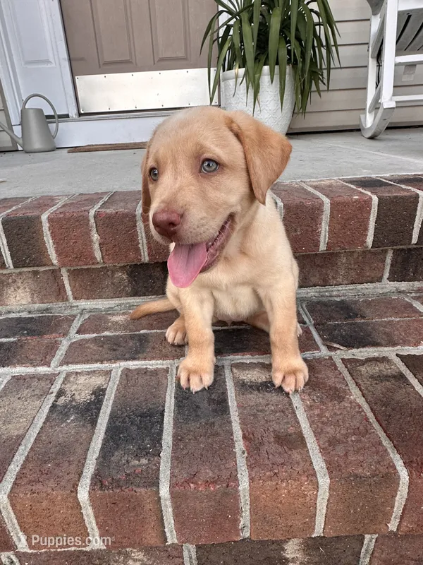 Dudley female – Labrador Retriever puppy for sale in Goldsboro, NC