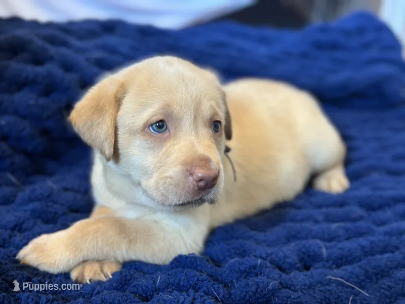 Purple collar puppy – Labrador Retriever puppy for sale in Goldsboro, NC