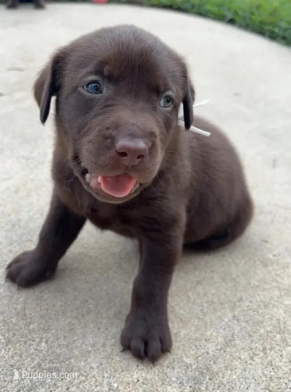 White collar female – Labrador Retriever puppy for sale in Goldsboro, NC