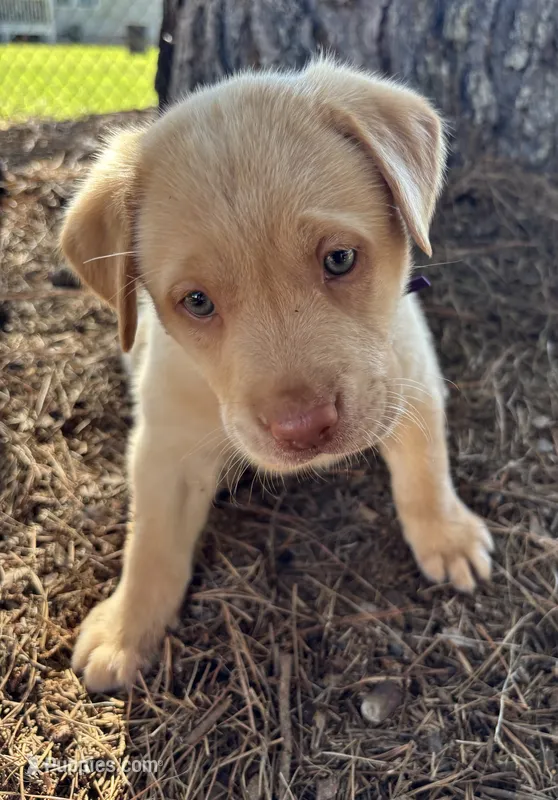 Purple collar puppy – Labrador Retriever puppy for sale in Goldsboro, NC