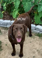 Light pink collar Dudley female, a female Labrador Retriever for sale in Goldsboro, NC – 8 of 9