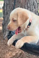 Light pink collar Dudley female, a female Labrador Retriever for sale in Goldsboro, NC – 9 of 9