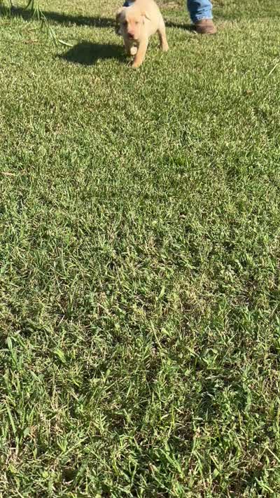Dudley female, a female Labrador Retriever for sale in Goldsboro, NC – 3 of 5