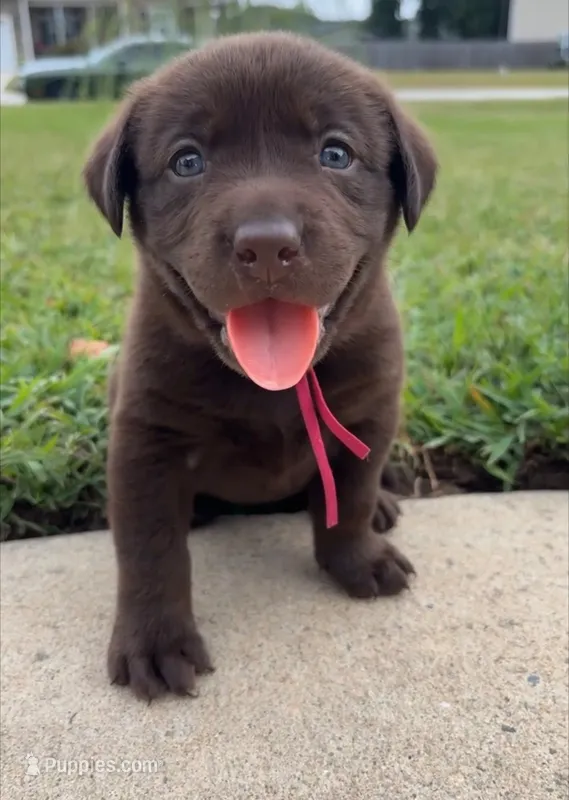 Bright pink puppy – Labrador Retriever puppy for sale in Goldsboro, NC