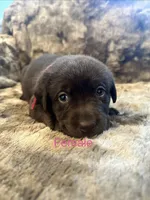 Bright pink puppy, a female Labrador Retriever for sale in Goldsboro, NC – 1 of 2