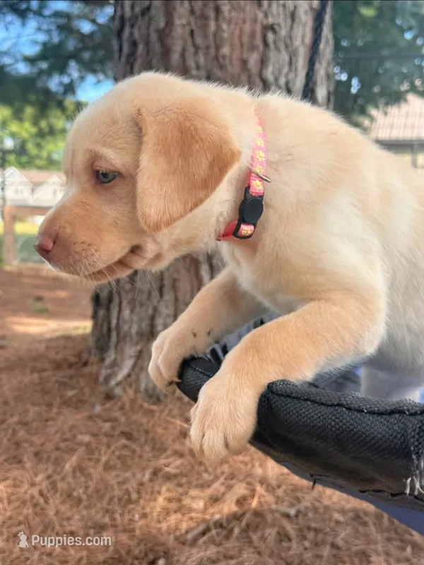 Light pink collar Dudley female – Labrador Retriever puppy for sale in Goldsboro, NC