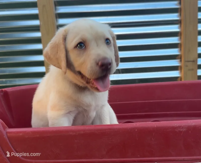 Light pink collar Dudley female – Labrador Retriever puppy for sale in Goldsboro, NC