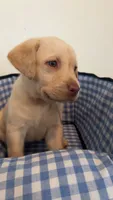 Light pink collar Dudley female, a female Labrador Retriever for sale in Goldsboro, NC – 5 of 9