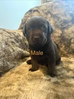 Orange collar male, a male Labrador Retriever for sale in Goldsboro, NC – 1 of 2