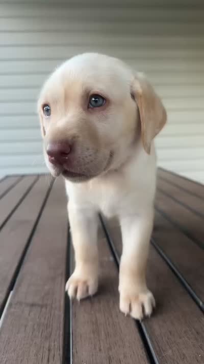 Light pink collar Dudley female, a female Labrador Retriever for sale in Goldsboro, NC – 3 of 9