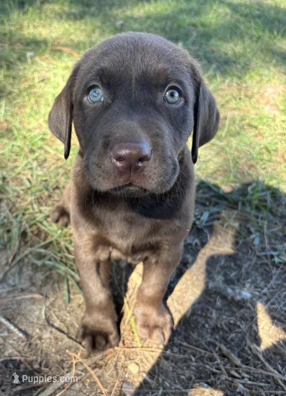 White collar female – Labrador Retriever puppy on hold in Goldsboro, NC