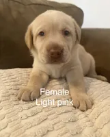 Light pink collar female, a female Labrador Retriever for sale in Goldsboro, NC – 2 of 2