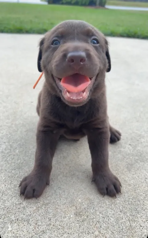 Orange collar male – Labrador Retriever puppy for sale in Goldsboro, NC